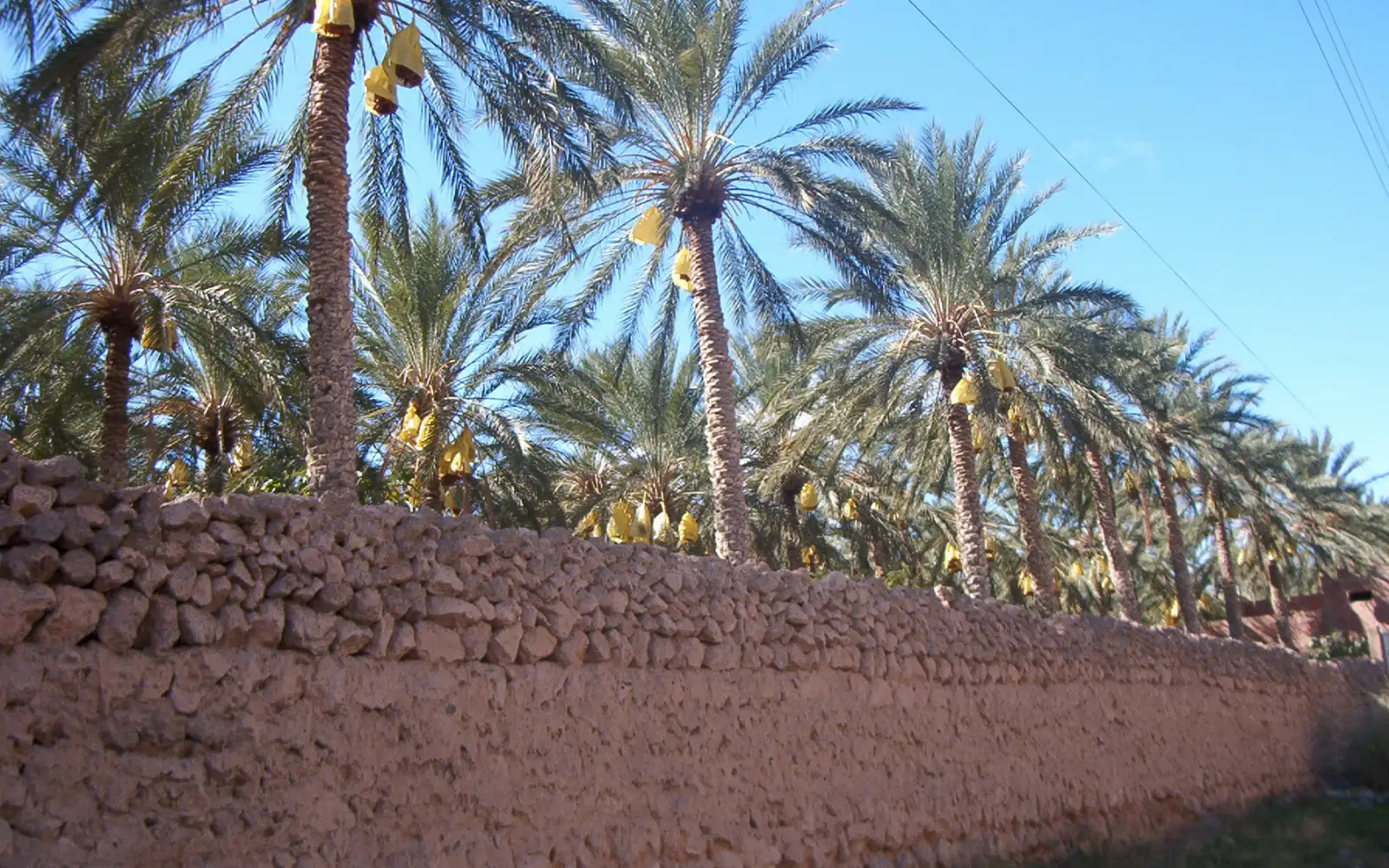 Palmeraie de dattiers à Tolga, près de Biskra