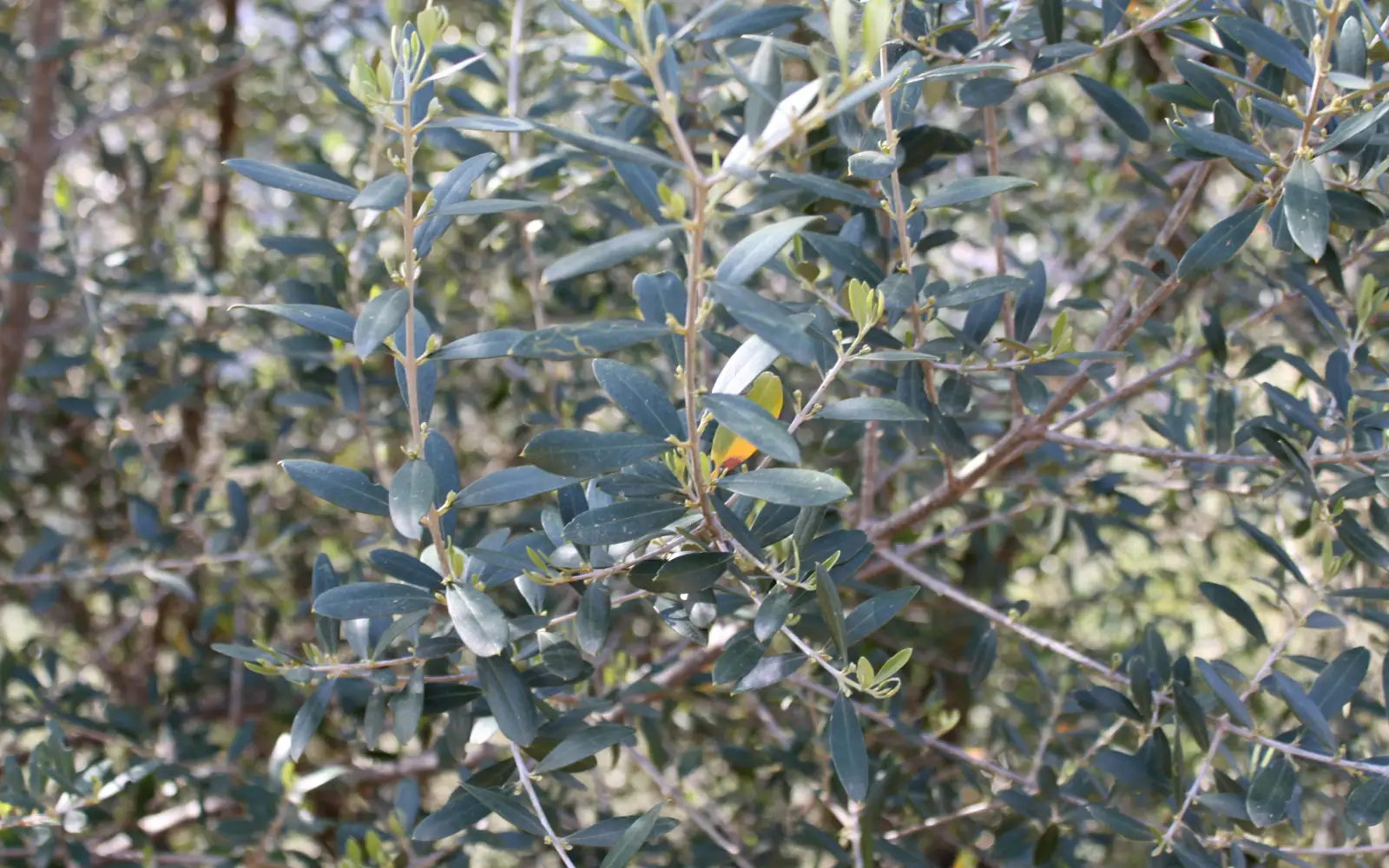 Branches d'olivier en Kabylie