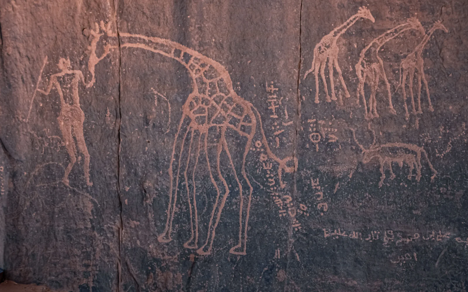 Gravures rupestres de girafes au Tassili n'Ajjer