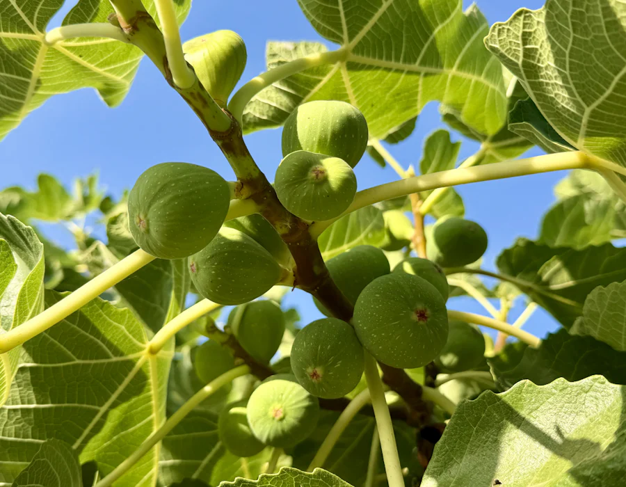Figues qui mûrissent sur le figuier