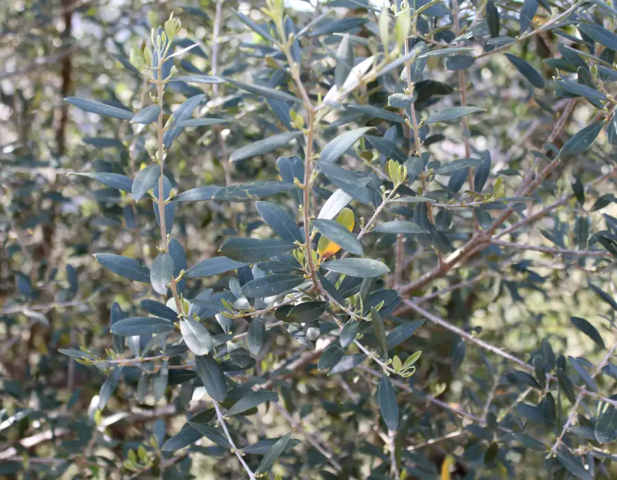 Branches d'olivier en Kabylie